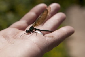 Metallic green demoiselle - a kind of dragonfly